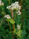 Fagopyrum esculentum